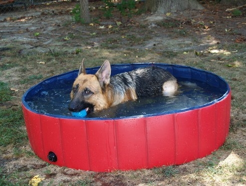 ポリ塩化ビニール膨脹可能な携帯用ペット浴槽たらいを浸している犬